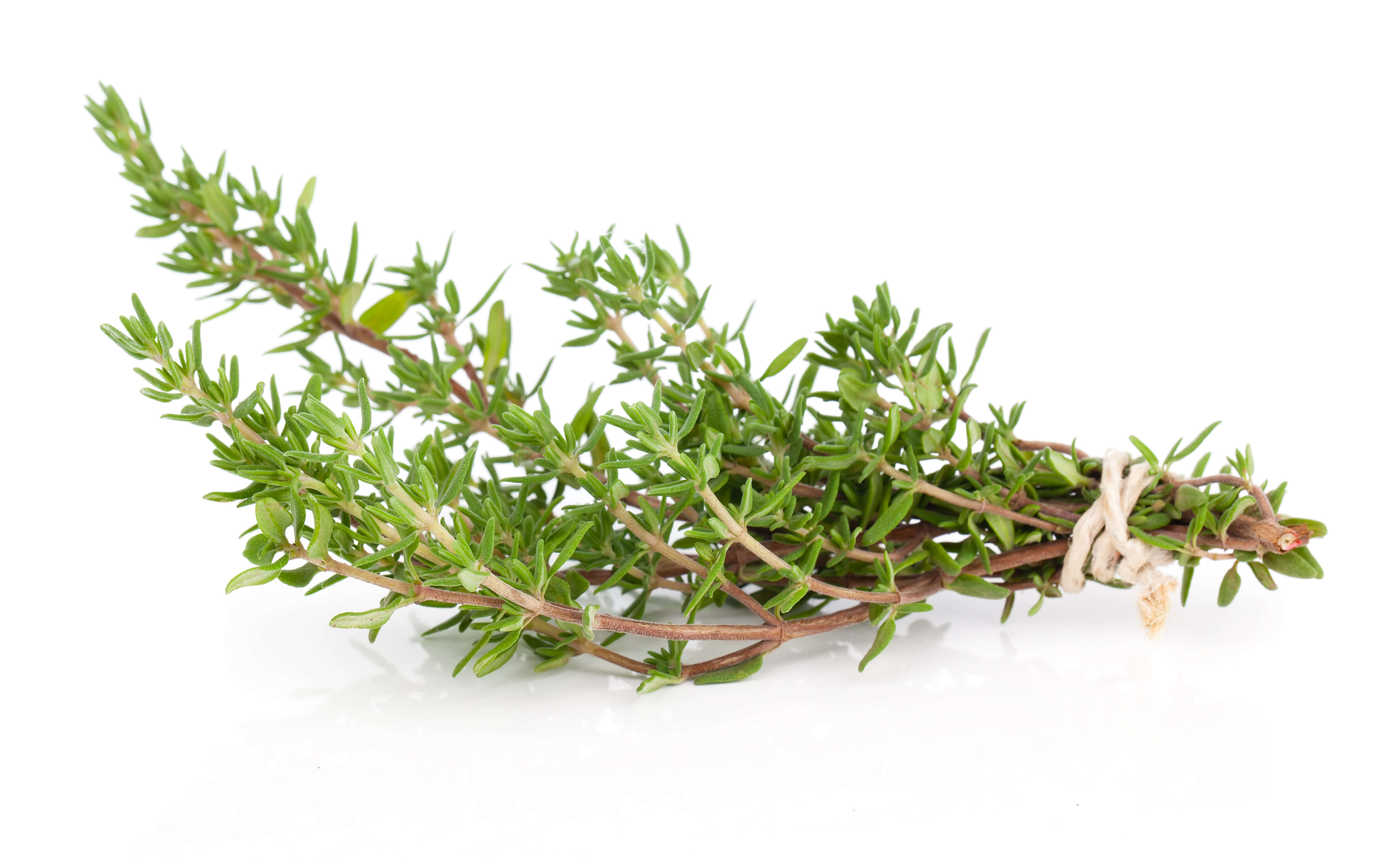 Thyme oil (red) (CAS N° 8007-46-3 // 84929-51-1) Thyme oil (red) (CAS N° 8007-46-3 // 84929-51-1)