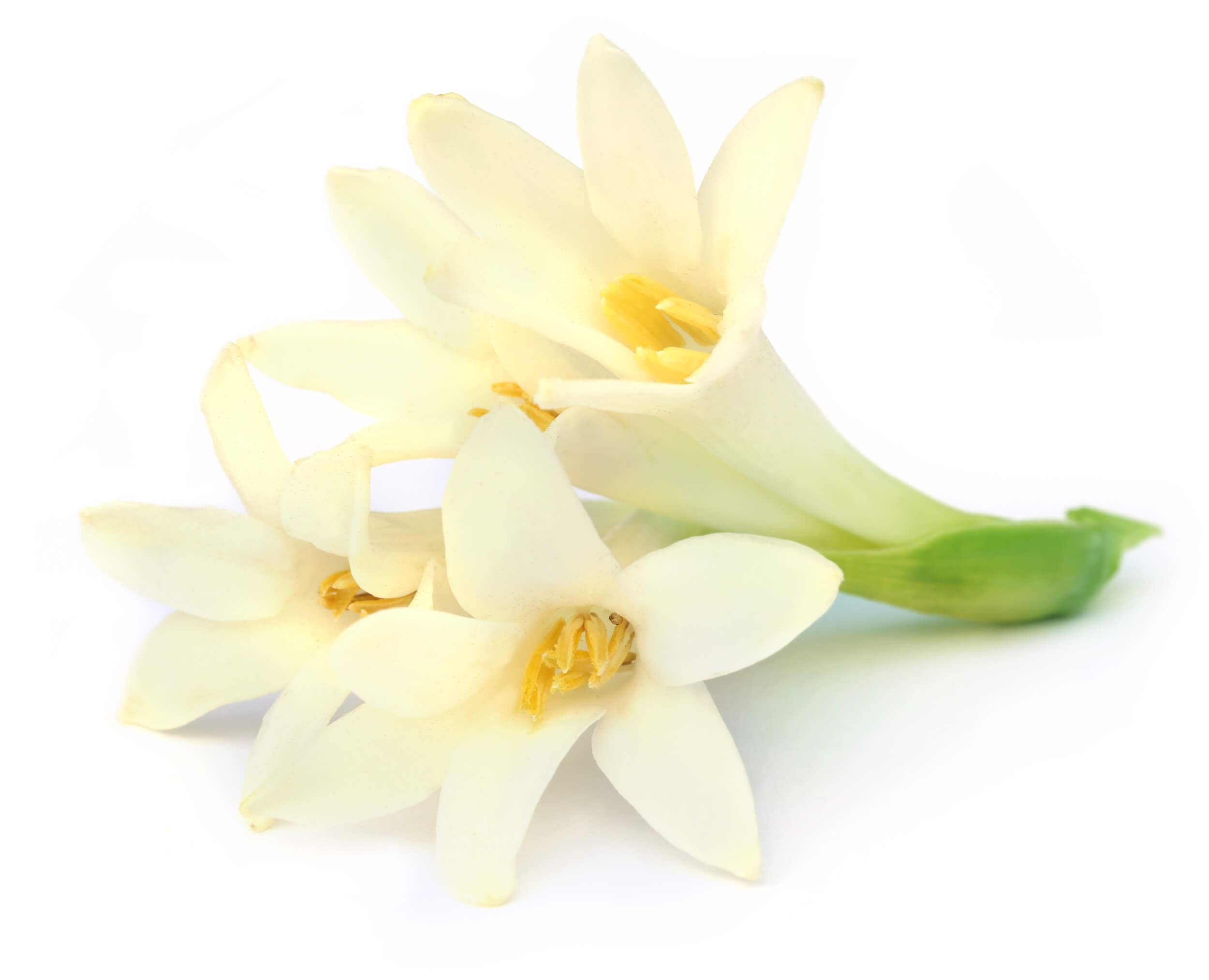 Tuberose absolute (CAS N° 8024-05-3 // 94334-35-7) Tuberose absolute (CAS N° 8024-05-3 // 94334-35-7)
