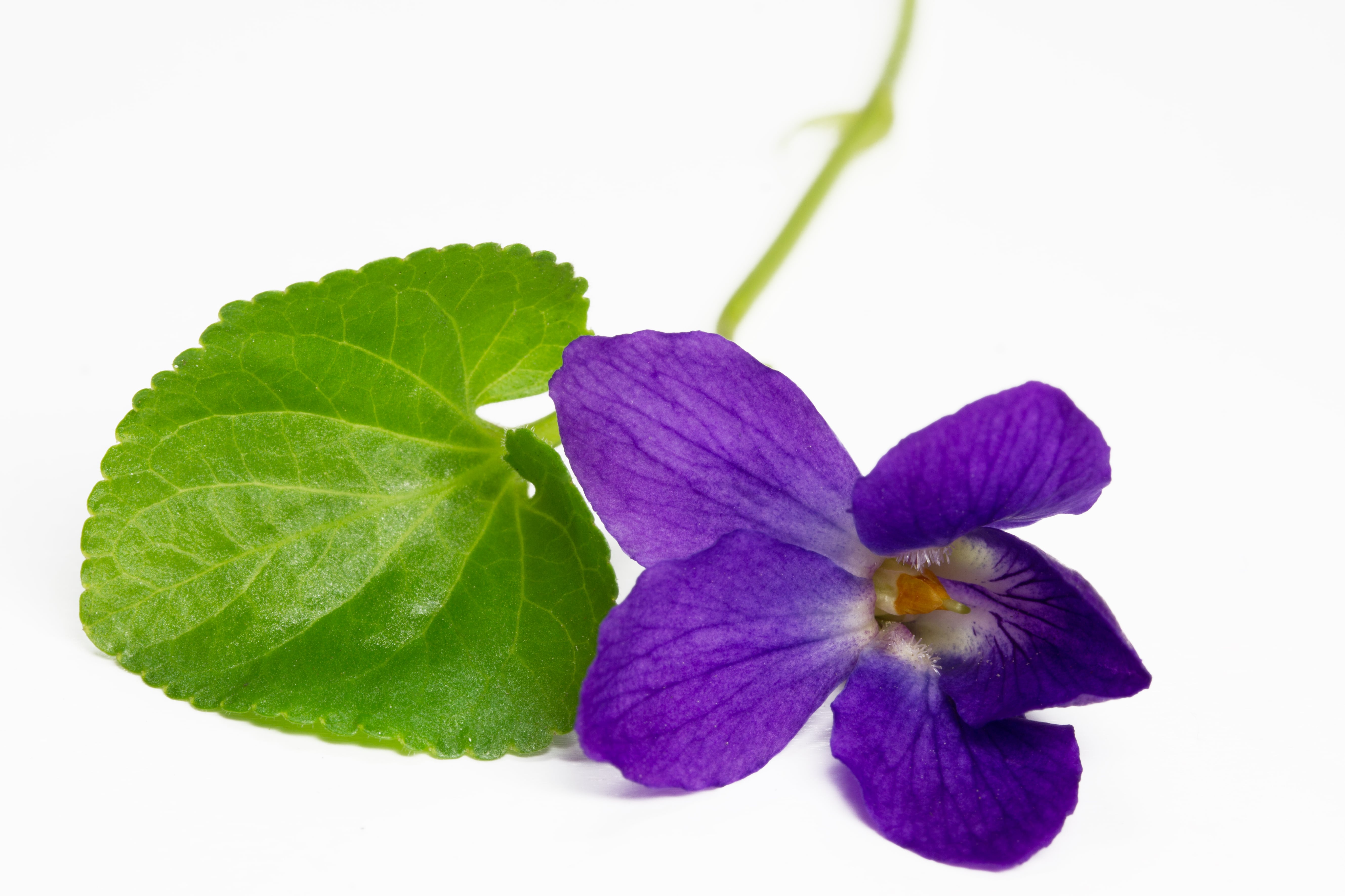 Violet leaf absolute (CAS N° 8024-08-6) Violet leaf absolute (CAS N° 8024-08-6)