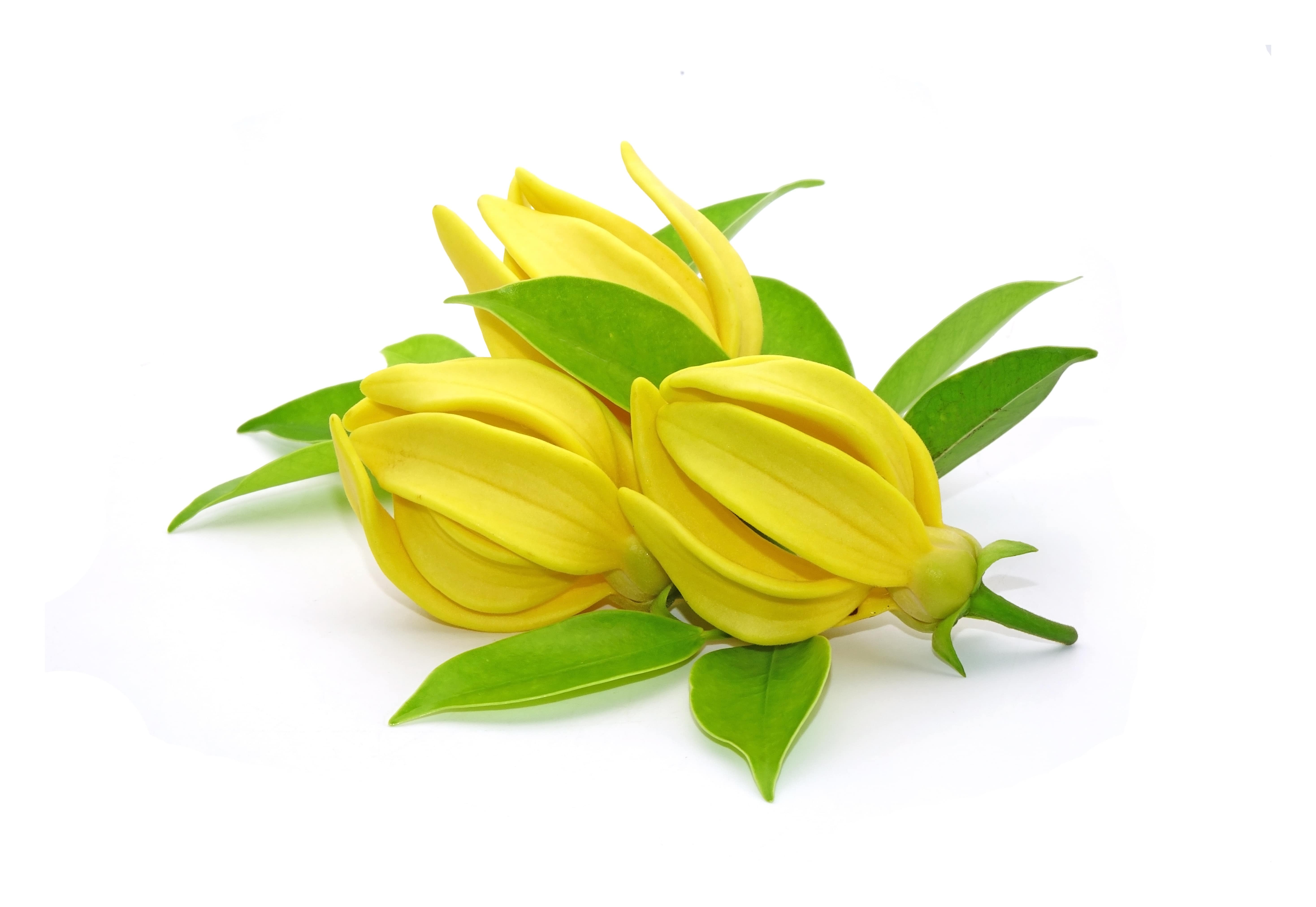 Ylang ylang oil extra (CAS N° 8006-81-3) Ylang ylang oil extra (CAS N° 8006-81-3)