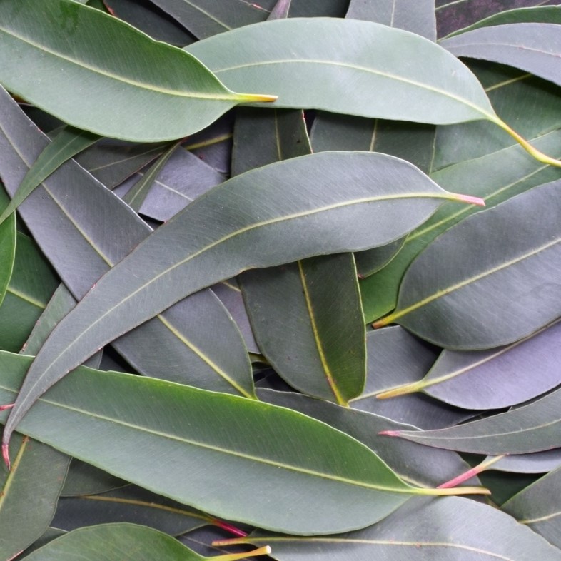 Eucalyptus PURE JUNGLE ESSENCE™ (CAS N° 8000-48-4) Eucalyptus PURE JUNGLE ESSENCE™ (CAS N° 8000-48-4)